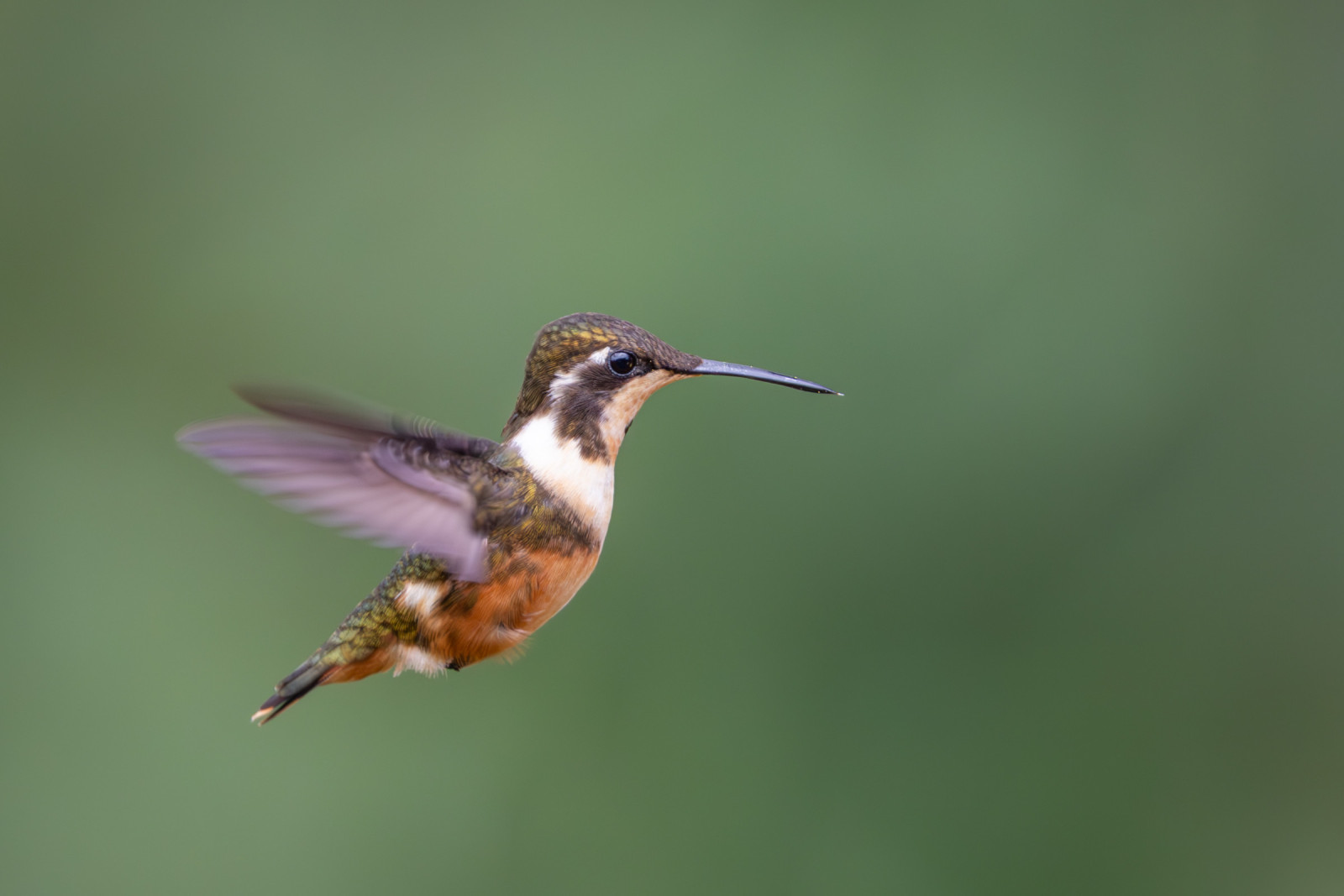 image Purple-throated Woodstar